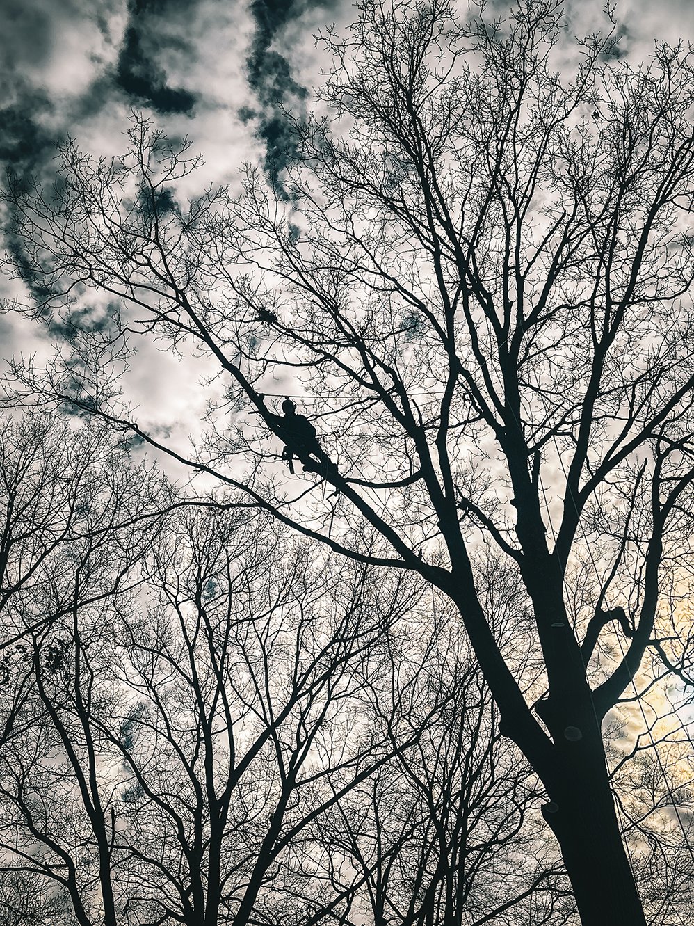 Clearance Trimming of a Red Oak